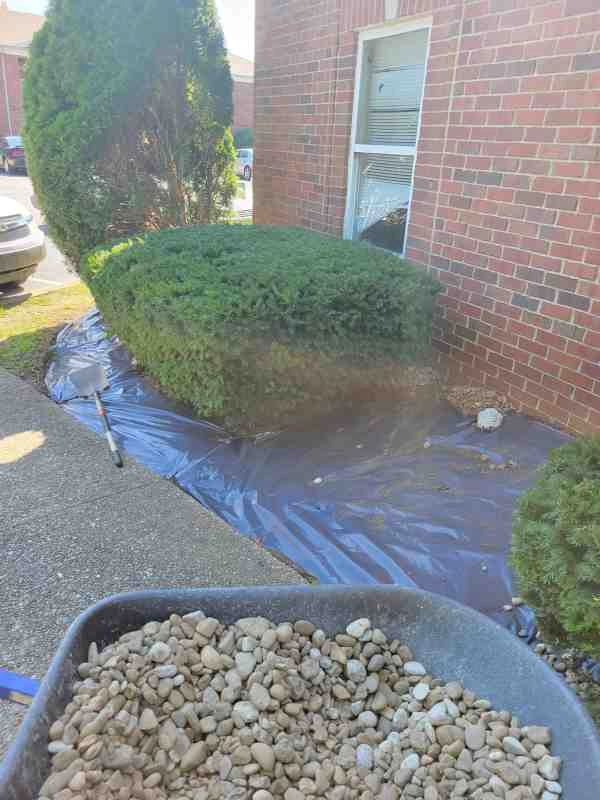 Alberto Alavez Professional Lawn Services LLC 3 by Alberto Alavez Professional Lawn Services LLC - Photo 28