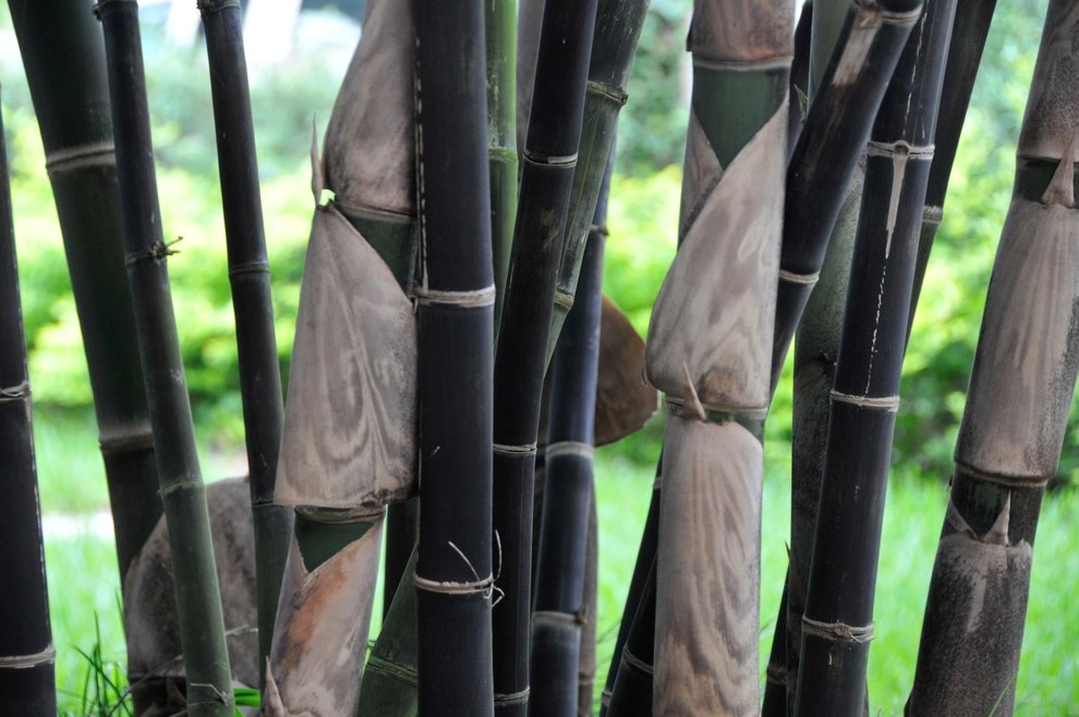 Bamboo Landscape Design Miami by Knoll Landscape Design Miami - Photo 6