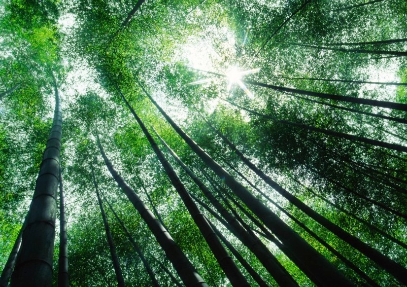 Bamboo Landscape Design Miami by Knoll Landscape Design Miami - Photo 13