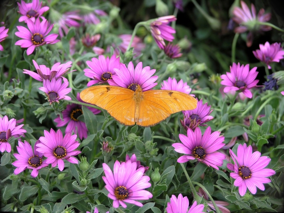 Hummingbird Butterfly Landscape Design Miami by Knoll Landscape Design Miami - Photo 15