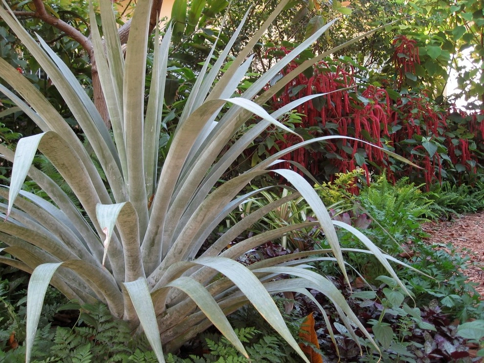 Tropical Landscape Design Miami by Knoll Landscape Design Miami - Photo 42