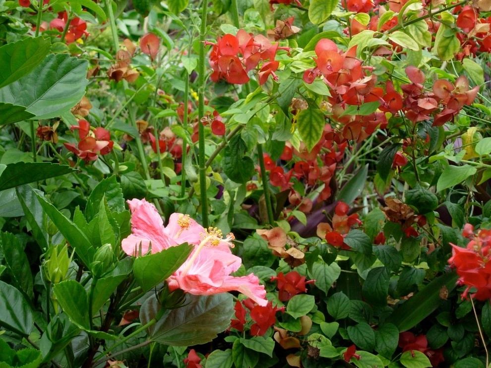 Hummingbird Butterfly Landscape Design Miami by Knoll Landscape Design Miami - Photo 18