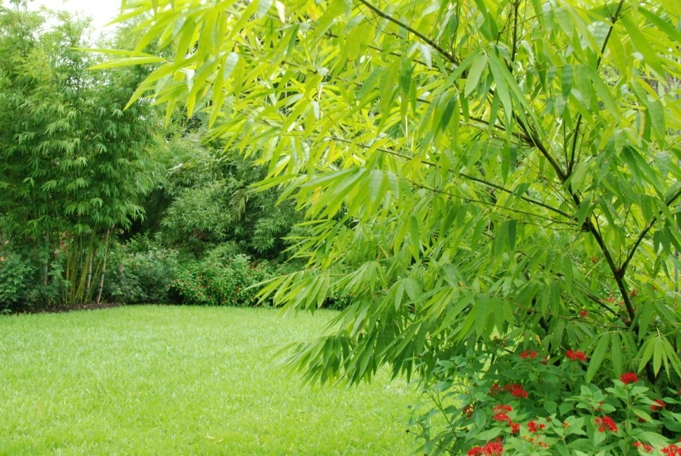 Tropical Landscape Design Miami by Knoll Landscape Design Miami - Photo 21