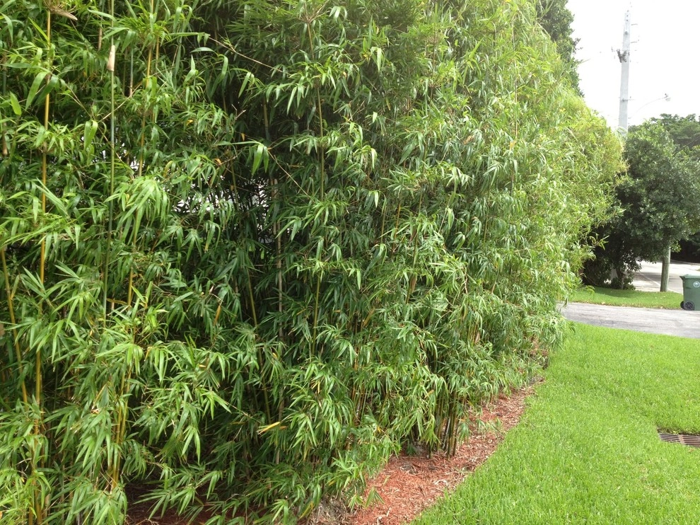 Miami Landscape Design Ideas by Knoll Landscape Design Miami - Photo 22
