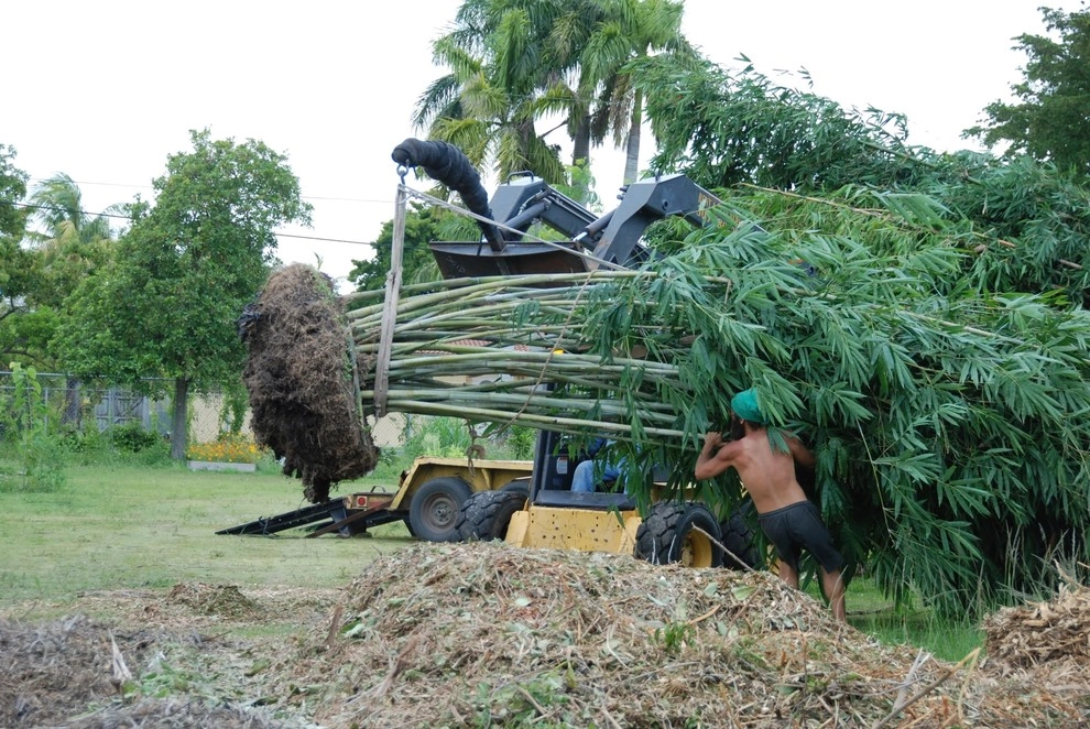 Bamboo Landscape Design Miami by Knoll Landscape Design Miami - Photo 5