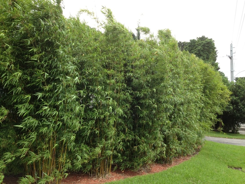 Bamboo Landscape Design Miami by Knoll Landscape Design Miami - Photo 15