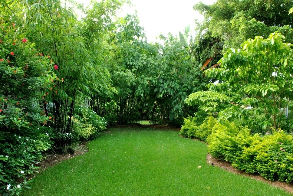 Bamboo Landscape Design Miami by Knoll Landscape Design Miami - Photo 2