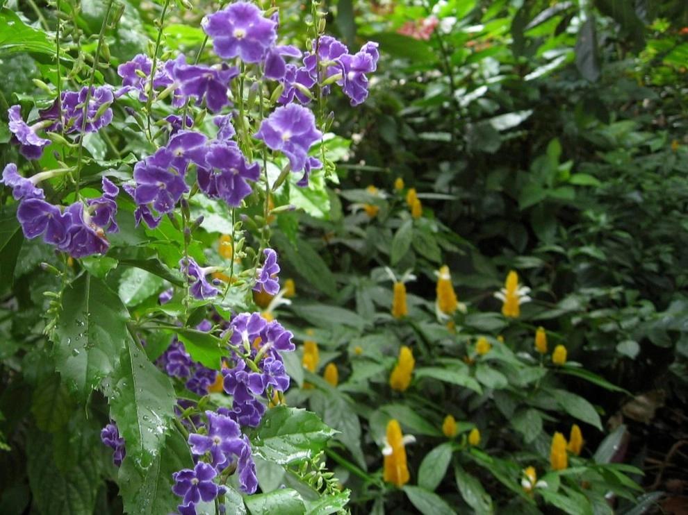 Hummingbird Butterfly Landscape Design Miami by Knoll Landscape Design Miami - Photo 24