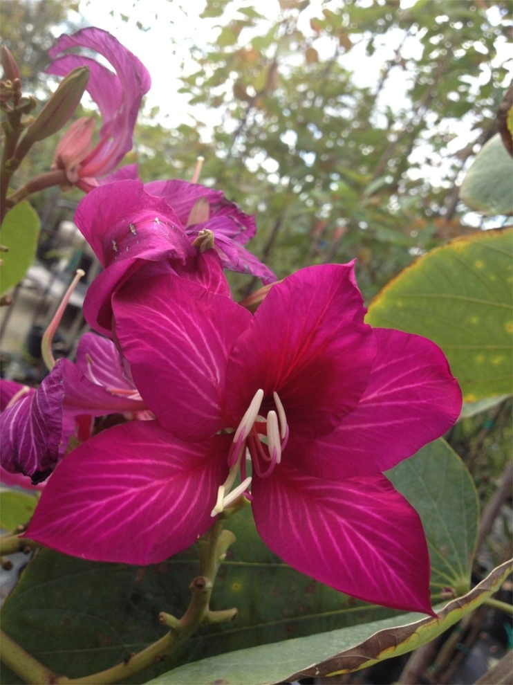 Hummingbird Butterfly Landscape Design Miami by Knoll Landscape Design Miami - Photo 2