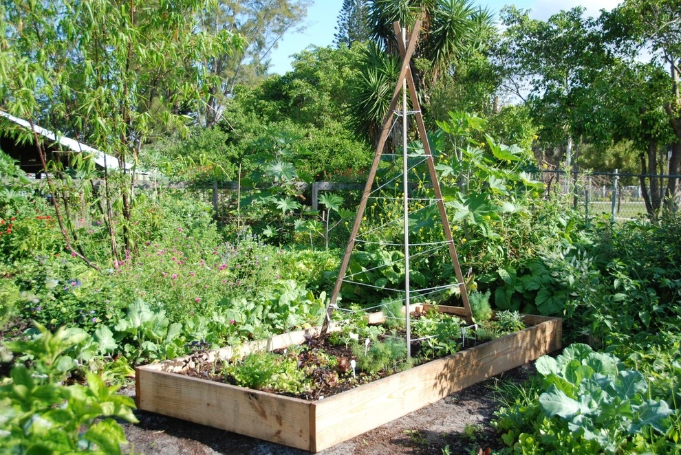 Raised Bed Garden Miami Landscape Design by Knoll Landscape Design Miami - Photo 14