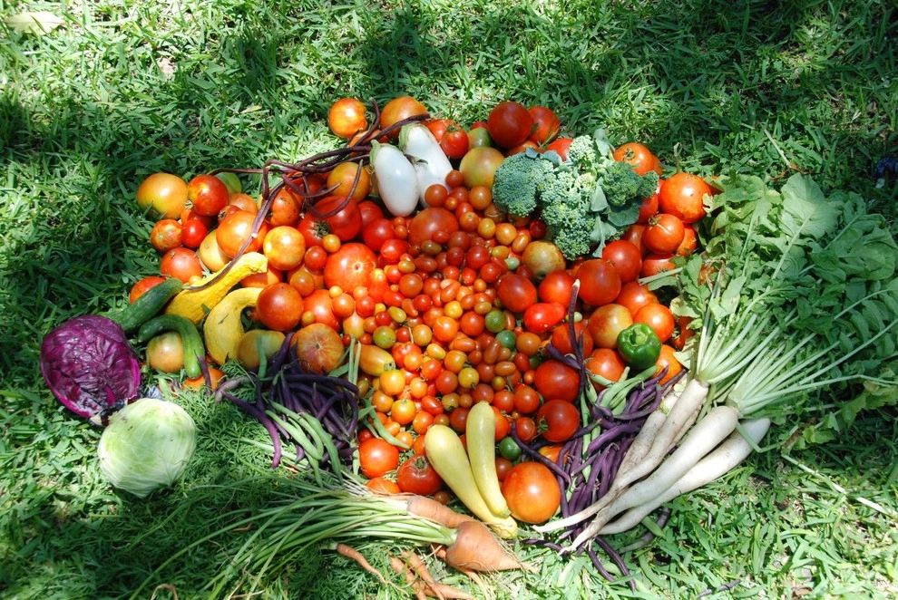 Edible Landscape Design Miami by Knoll Landscape Design Miami - Photo 46