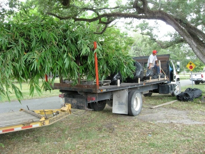 Miami Garden Design and Installation by Knoll Landscape Design Miami - Photo 7