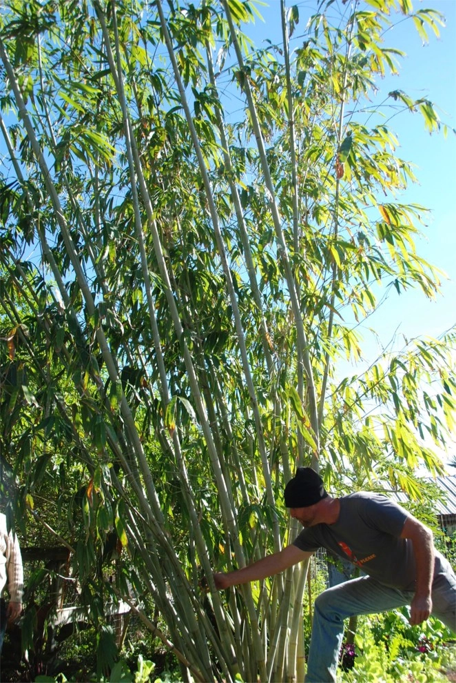 Bamboo Landscape Design Miami by Knoll Landscape Design Miami - Photo 10