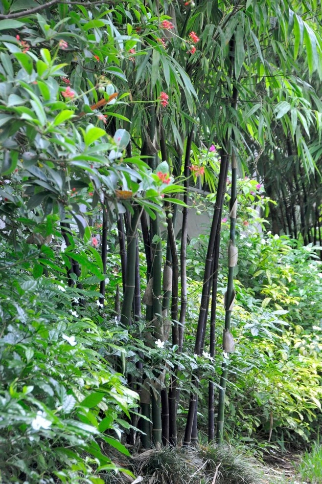 Bamboo Landscape Design Miami by Knoll Landscape Design Miami - Photo 7