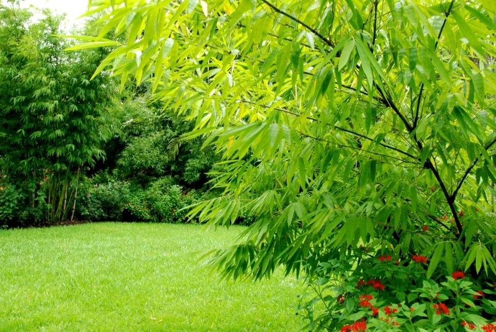 Bamboo Landscape Design Miami by Knoll Landscape Design Miami - Photo 22
