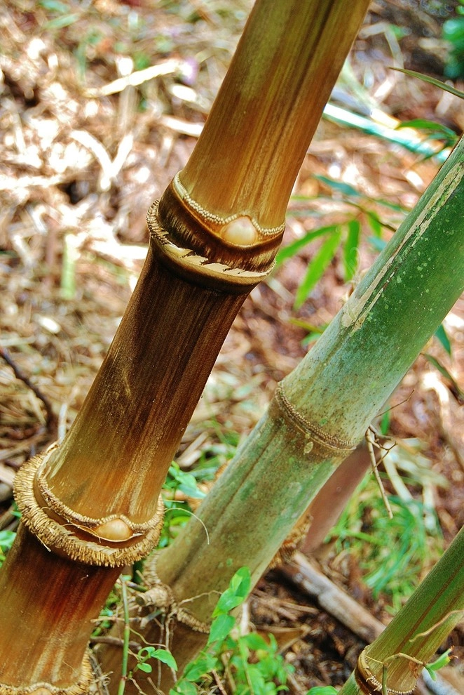 Bamboo Landscape Design Miami by Knoll Landscape Design Miami - Photo 8