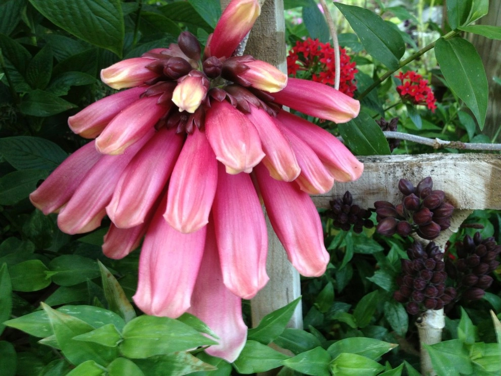 Hummingbird Butterfly Landscape Design Miami by Knoll Landscape Design Miami - Photo 9