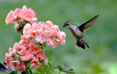 Hummingbird Butterfly Landscape Design Miami by Knoll Landscape Design Miami - Photo 13
