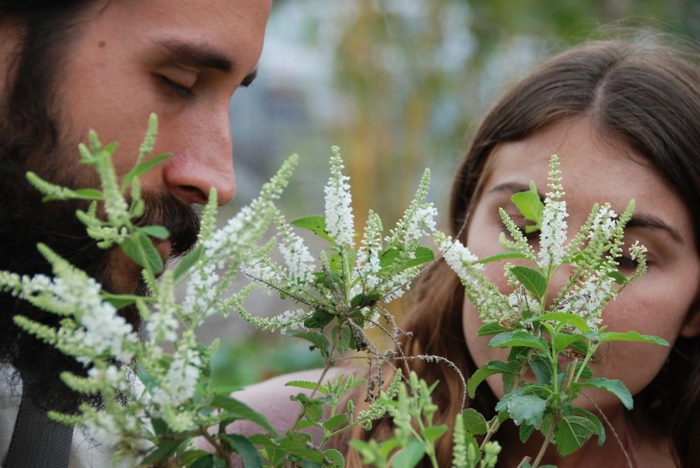 Edible Landscape Design Miami by Knoll Landscape Design Miami - Photo 58