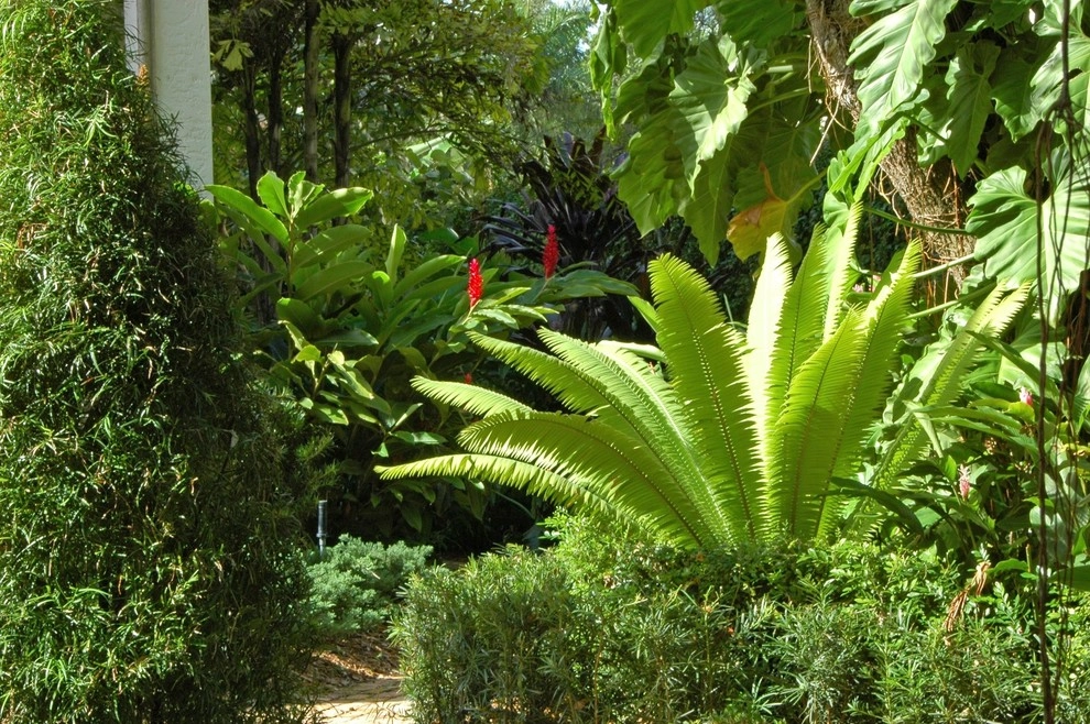 Mediterranean Landscape Design Miami by Knoll Landscape Design Miami - Photo 5