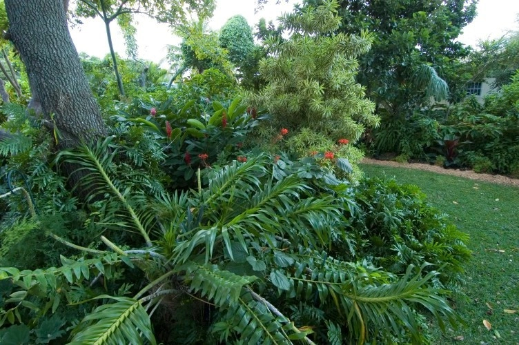 Tropical Landscape Design Miami by Knoll Landscape Design Miami - Photo 3