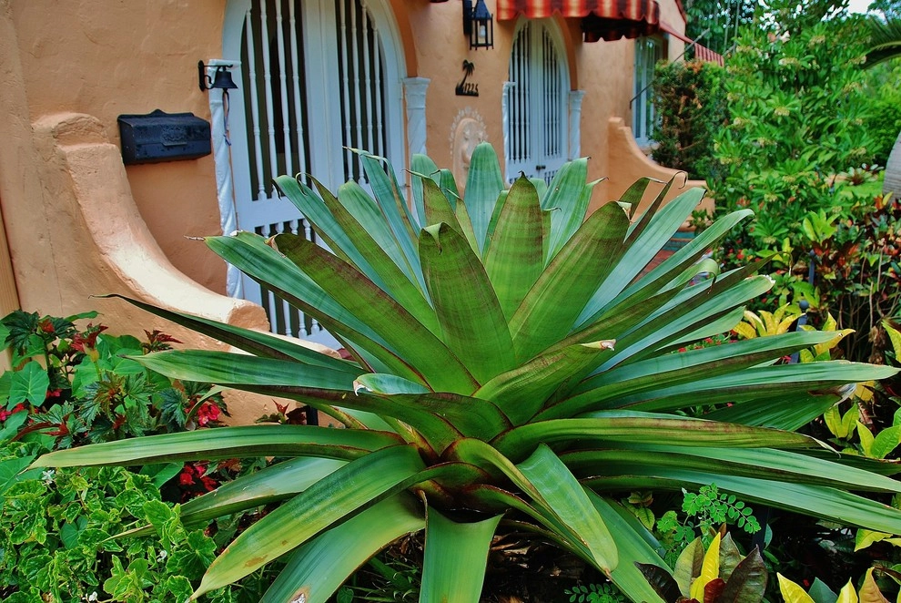 Tropical Landscape Design Miami by Knoll Landscape Design Miami - Photo 11