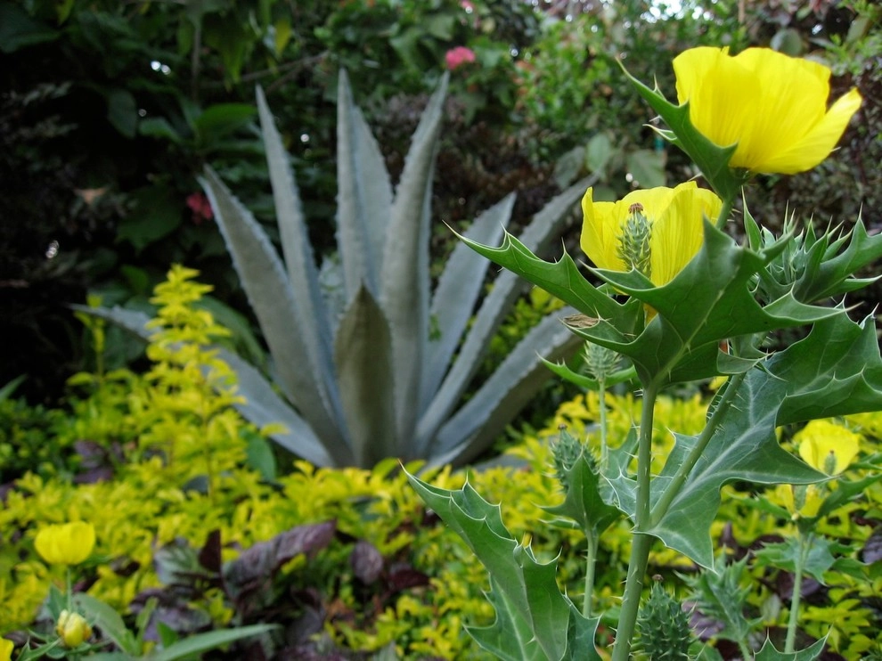 Tropical Landscape Design Miami by Knoll Landscape Design Miami - Photo 13