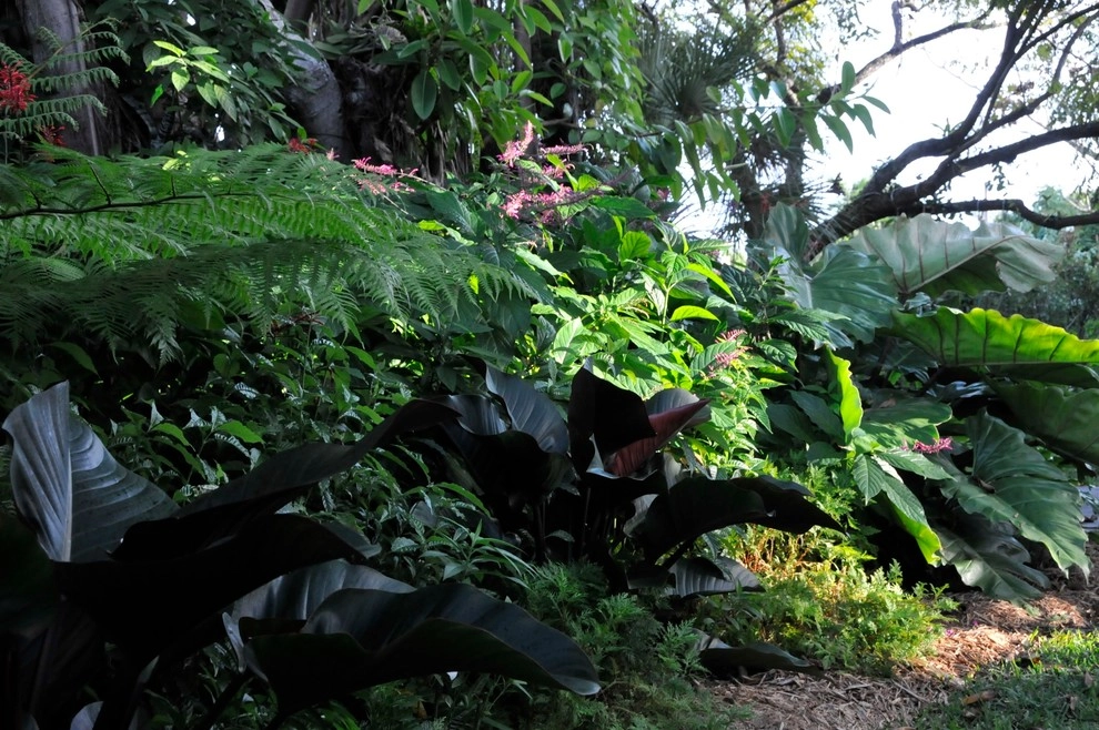 Tropical Landscape Design Miami by Knoll Landscape Design Miami - Photo 39
