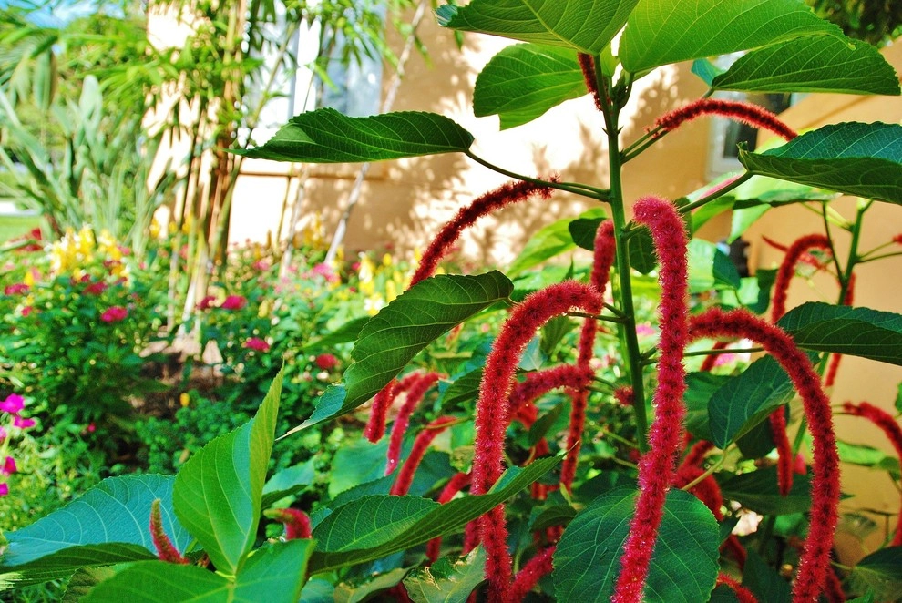 Tropical Landscape Design Miami by Knoll Landscape Design Miami - Photo 6