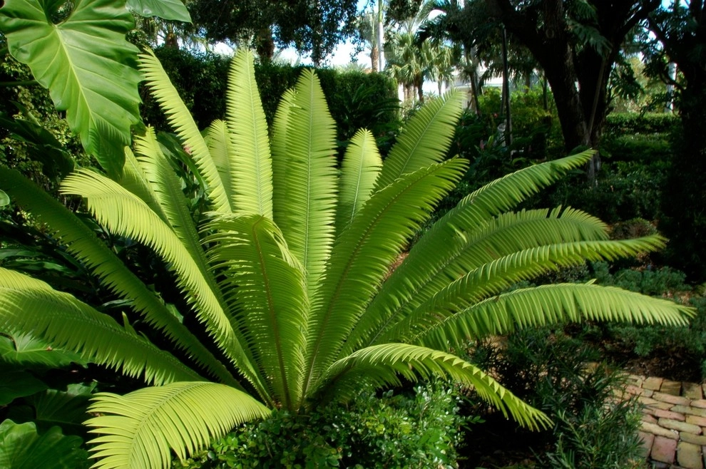 Miami Landscape Design Ideas by Knoll Landscape Design Miami - Photo 70