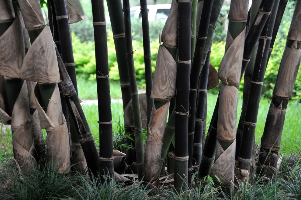 Miami Landscape Design Ideas by Knoll Landscape Design Miami - Photo 24