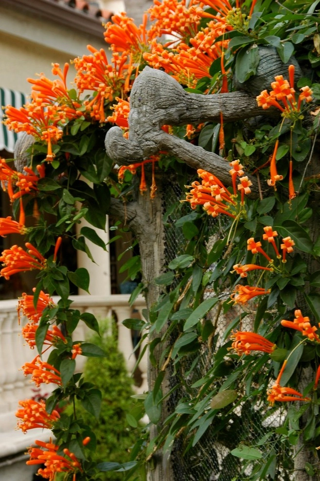 Miami Landscape Design Ideas by Knoll Landscape Design Miami - Photo 43