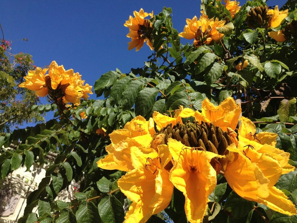 Hummingbird Butterfly Landscape Design Miami by Knoll Landscape Design Miami - Photo 19