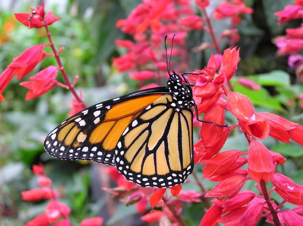 Hummingbird Butterfly Landscape Design Miami by Knoll Landscape Design Miami - Photo 6