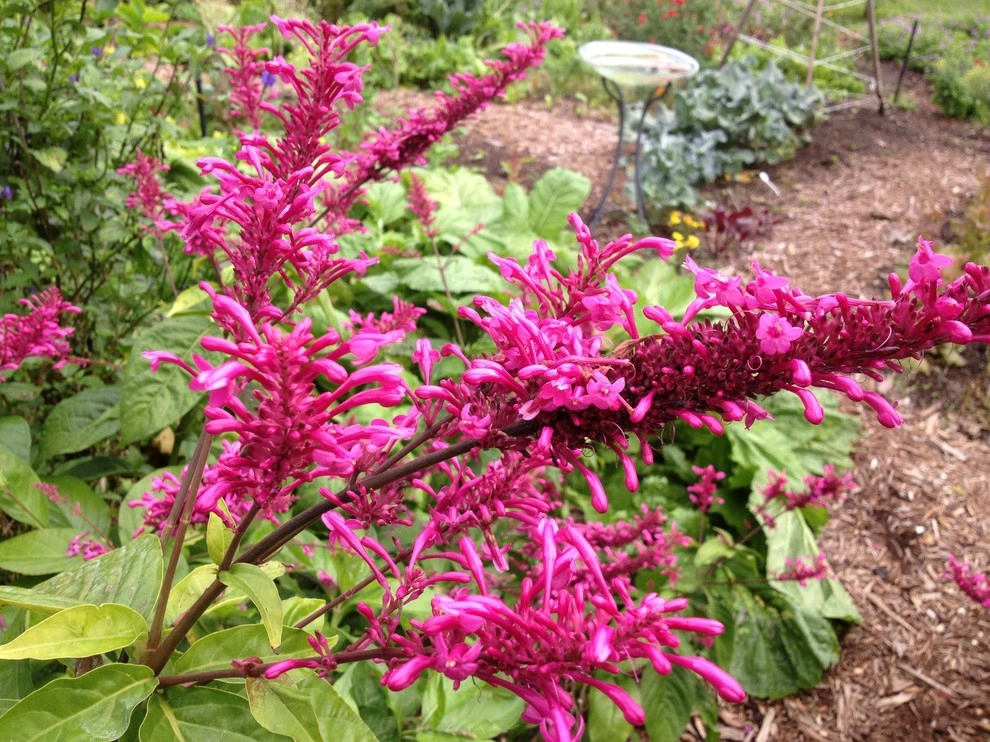 Hummingbird Butterfly Landscape Design Miami by Knoll Landscape Design Miami - Photo 11