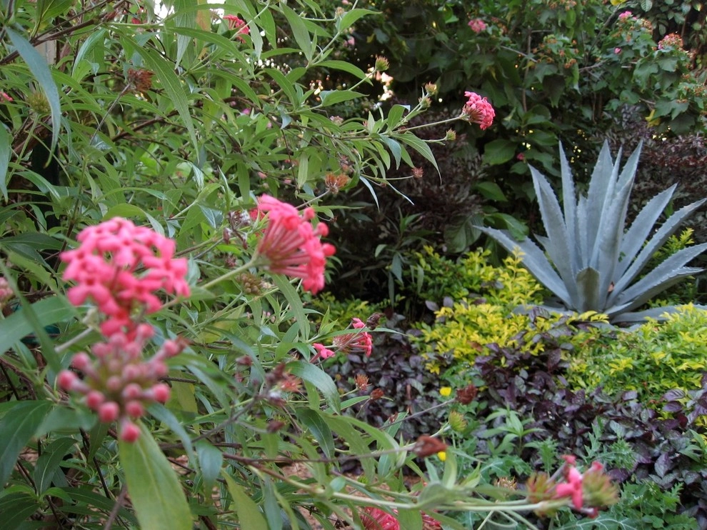 Hummingbird Butterfly Landscape Design Miami by Knoll Landscape Design Miami - Photo 12