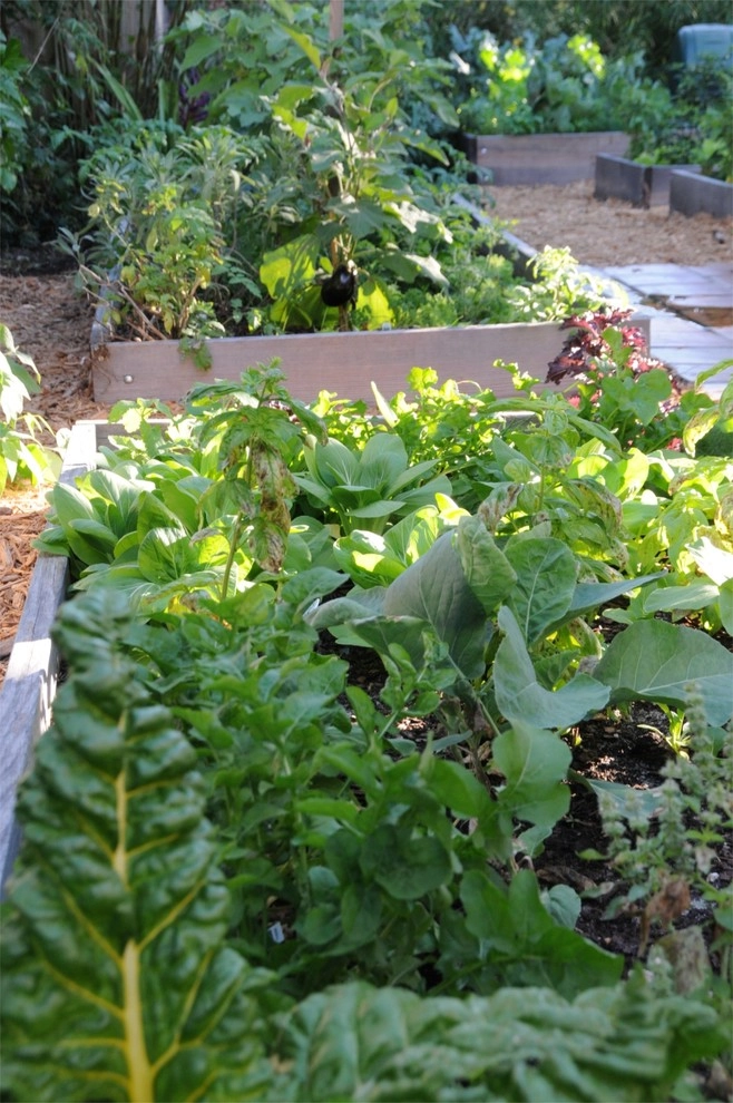 Raised Bed Garden Miami Landscape Design by Knoll Landscape Design Miami - Photo 9