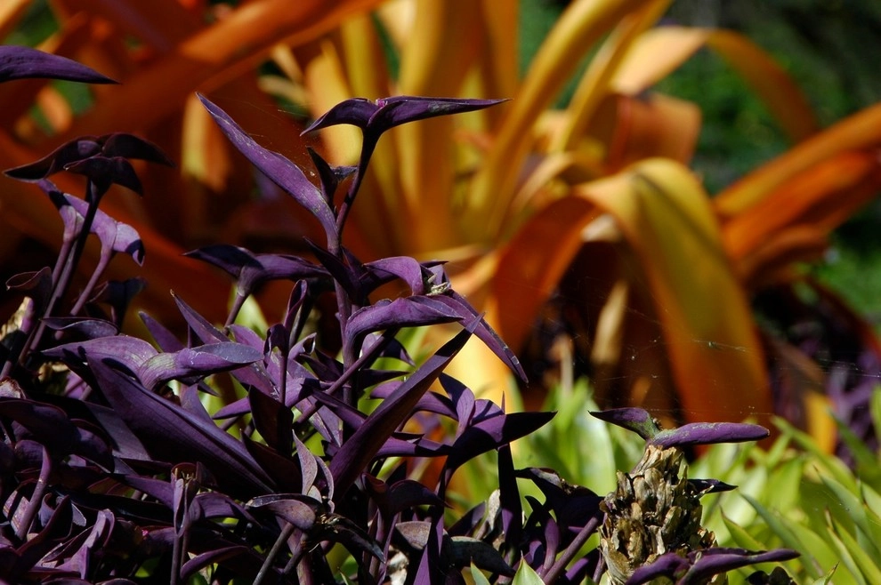 Miami Landscape Design Ideas by Knoll Landscape Design Miami - Photo 20