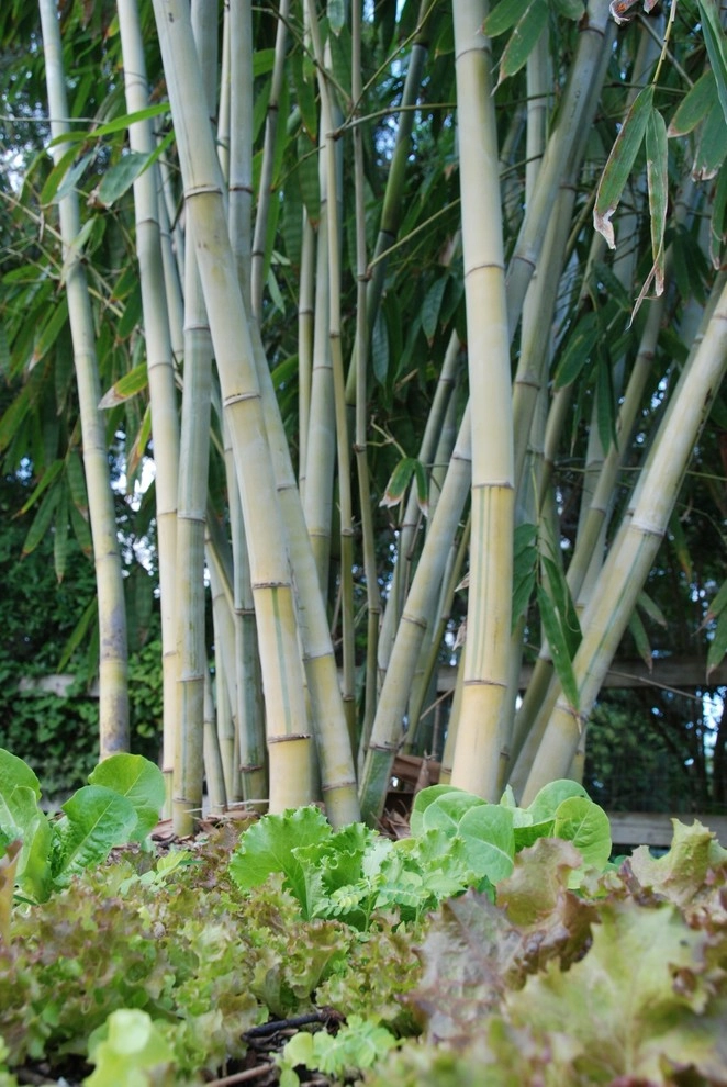 Bamboo Landscape Design Miami by Knoll Landscape Design Miami - Photo 17
