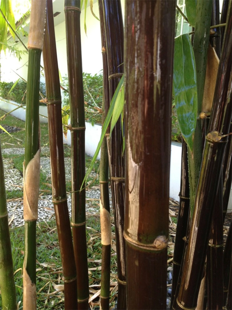 Bamboo Landscape Design Miami by Knoll Landscape Design Miami - Photo 12