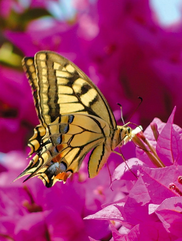 Hummingbird Butterfly Landscape Design Miami by Knoll Landscape Design Miami - Photo 7