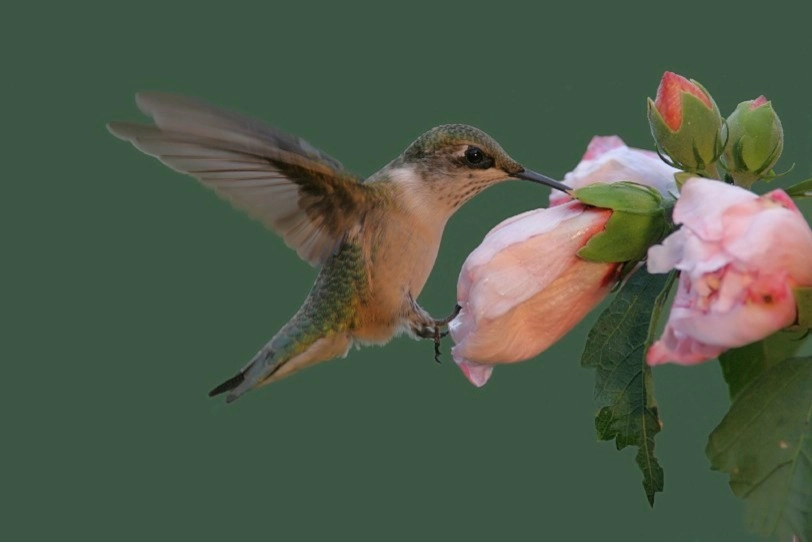 Hummingbird Butterfly Landscape Design Miami by Knoll Landscape Design Miami - Photo 21