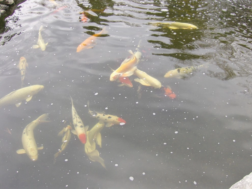 A beautiful creation & healthy koi pond by Koi Villa Water Garden Center - Photo 27