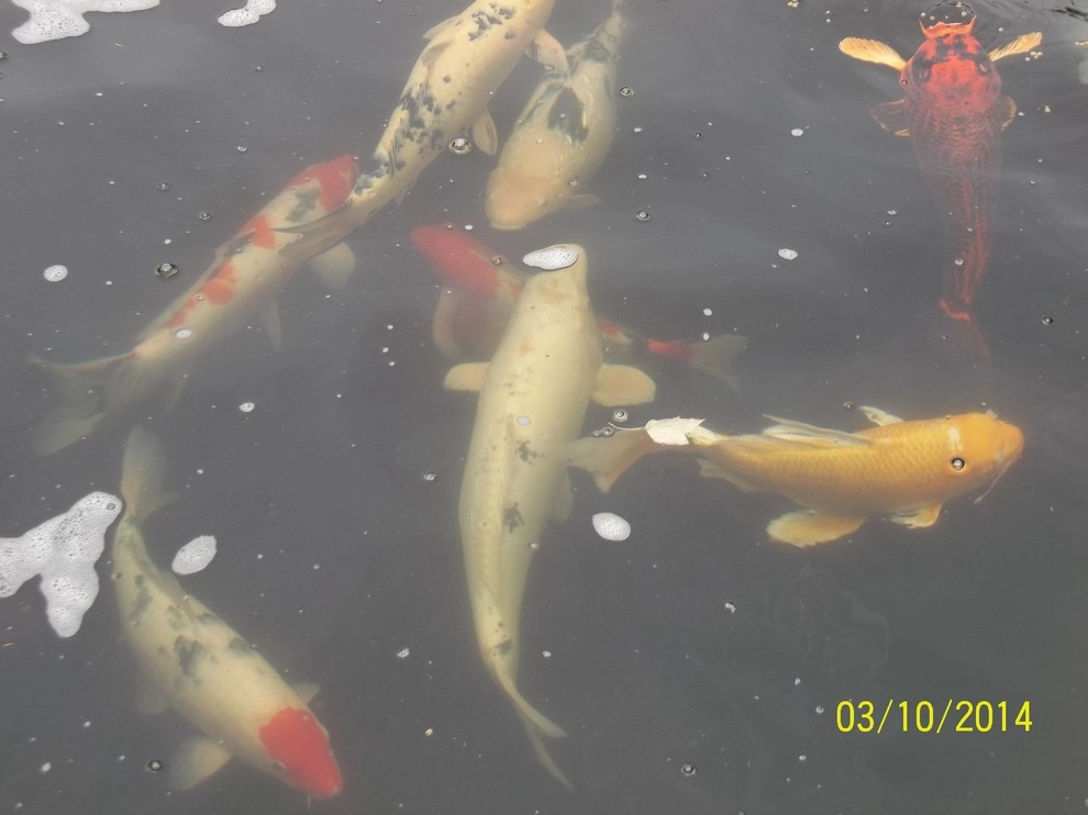 A beautiful creation & healthy koi pond by Koi Villa Water Garden Center - Photo 15