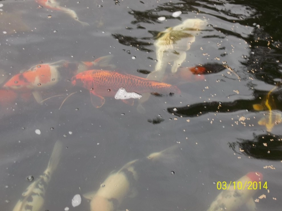 A beautiful creation & healthy koi pond by Koi Villa Water Garden Center - Photo 3