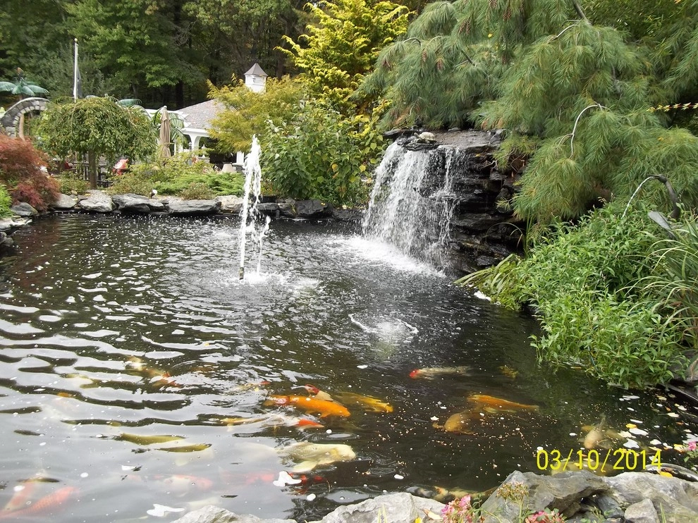 A beautiful creation & healthy koi pond by Koi Villa Water Garden Center - Photo 5