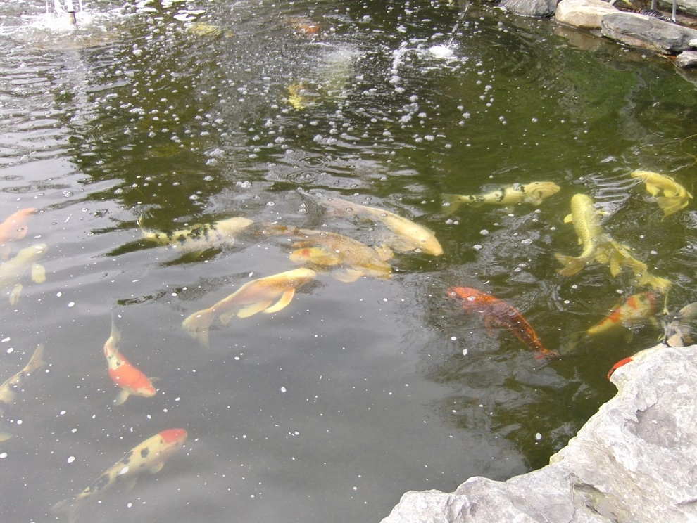 A beautiful creation & healthy koi pond by Koi Villa Water Garden Center - Photo 13