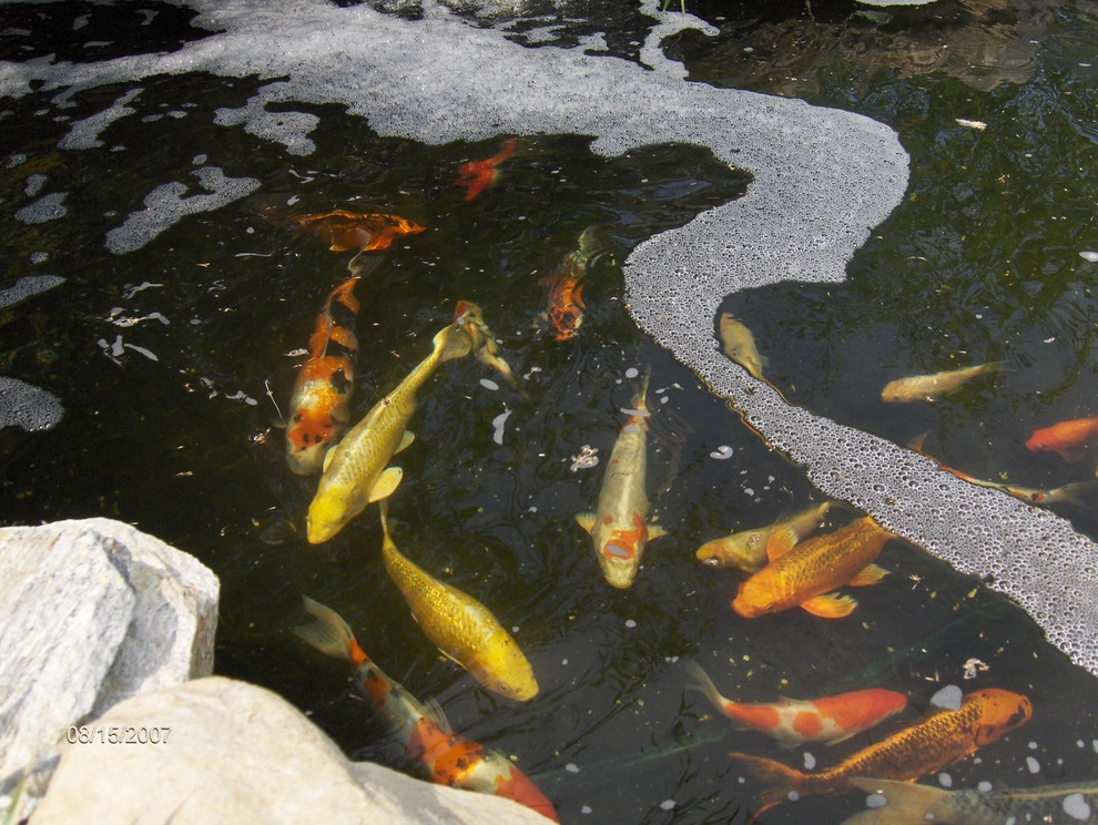 Old Cement Pond Renovated by Koi Villa Water Garden Center - Photo 8