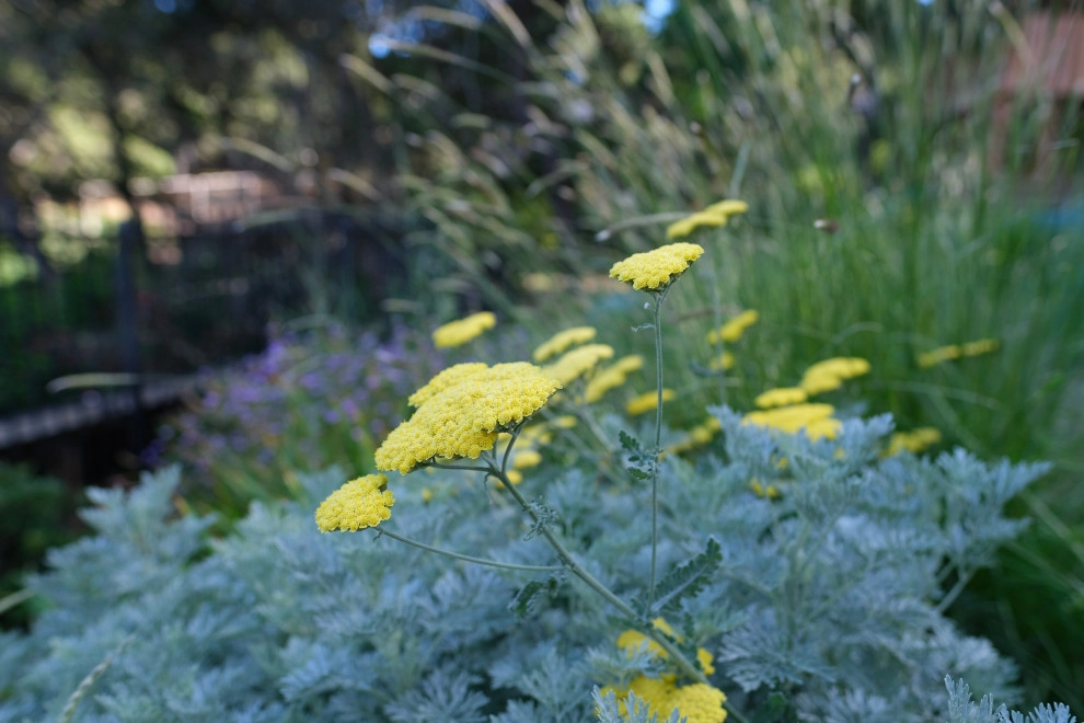 Belmont Family Fun by Kristen Rudger Landscape Design - Photo 3