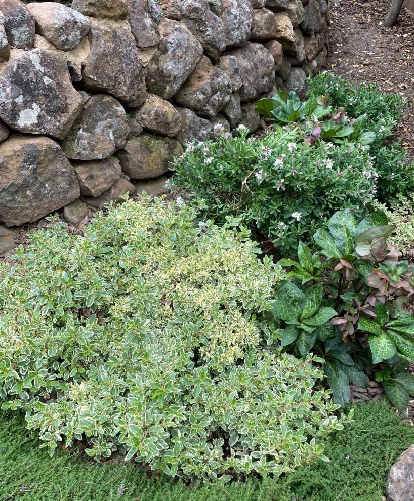 Belmont Outdoor Living by Kristen Rudger Landscape Design - Photo 2